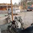 معزا هولنديه ومعزا عوارض