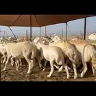 غنم حريات دفيع ومضاريع