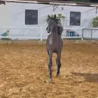 مهره حفيده غزال الشقب