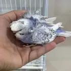 للبيع فرخين بادجي هوقو غر