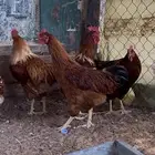 للبيع ديوك لوهمان