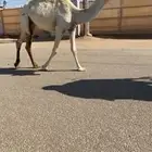 للبيع بكرا وضحاء كفوو