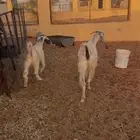 رباع حدرها جفره