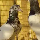 فروخ حمام باكستاني