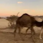 حشوان للبيع قعدان وبكااار