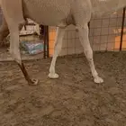 قعود لباني كفوو عمرها 10 شهور ناهي