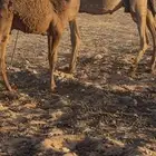قعدان قصب للبيع