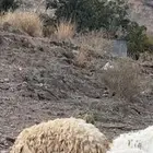 ضان مقاني حرش صنف للبيع