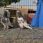 زوج تيدي صافي