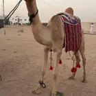 رحول حره عمانيه