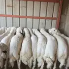 ذبايح خرفان