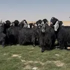 مراح عوارض فاخره اغلبها دفيع