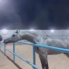 حصان شعبي شيخ نقل مجانا