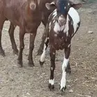 تيوس بلدي للبيع