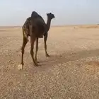 للبيع ناقه عشرا السوم 3600