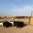 معزاء حليب