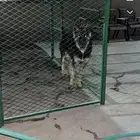 كلب جيرمن بوليسي للبيع او للبدل