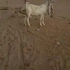 عنز طيبه متبع بتيوس