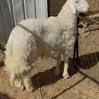 حر ي مشروع فحل