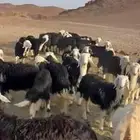 العدد 30 طليان يختار منها 20 العمر 5شهور وفوق الموقع خيبر