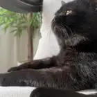 ذكر سكوتش طالب تزاوج