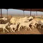 ما شاء الله تبارك الله اعرض لكم غنم حريات خلفات