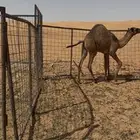 حوار لباني عل حليب امه للحين
