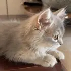 قطط ذكر وانثى