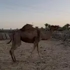 حمرا ساحليه للبيع لقحه