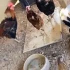 دجاج للبيع بياض