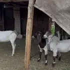 جفار هولنديات فاخر