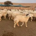 للبيع غنم حريه مراح