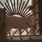 جفرة