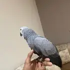 للبيع ببغاء كاسكو العمر 6 شهور مو محلل كلمتين كوكو ويسلم