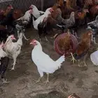 ديوك بلدي