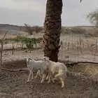رخال نظيفة ومقفله شحم للبيع جمله وتفريد