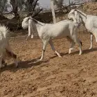 معزا نوادر دفيع وضريع شرط