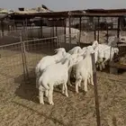 بهم حري