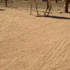 لقحات طيبه وسعرها مناسب