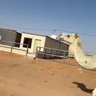 عشراء مبيوع ولدها وضحى