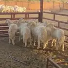 10 طليان