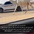 لقحه رمانيه كفو