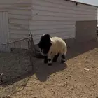 طلي ادرع نعيمي