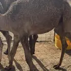 قعدان مجهيم