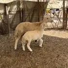 رباع حريه سلم وروم