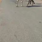 عشرا رمانيه حدرها بكره تماميه