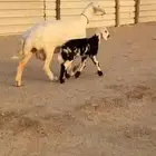 رغوث حري صنف