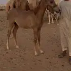 للبيع مهر عربي راس ملكي السوم 1300