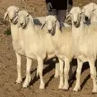 طليان كبار ناهيه طيبه للبيع (يوجد تابي امكان )