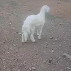خروف للبيع
